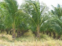 Highlight for Album: Bonus! A Palm farm in South Florida