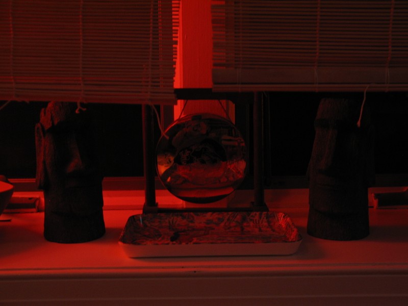 Up above, on the windowsill, are two new Moai, and a small gong for announcing mystery drinks!