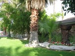 Before you even enter the Caliente Tropics, outside the office, near the sign and street, a half burried Tiki promises good things inside the grounds.